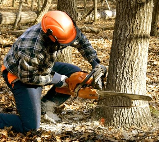 Tree Removal in Winston, NM